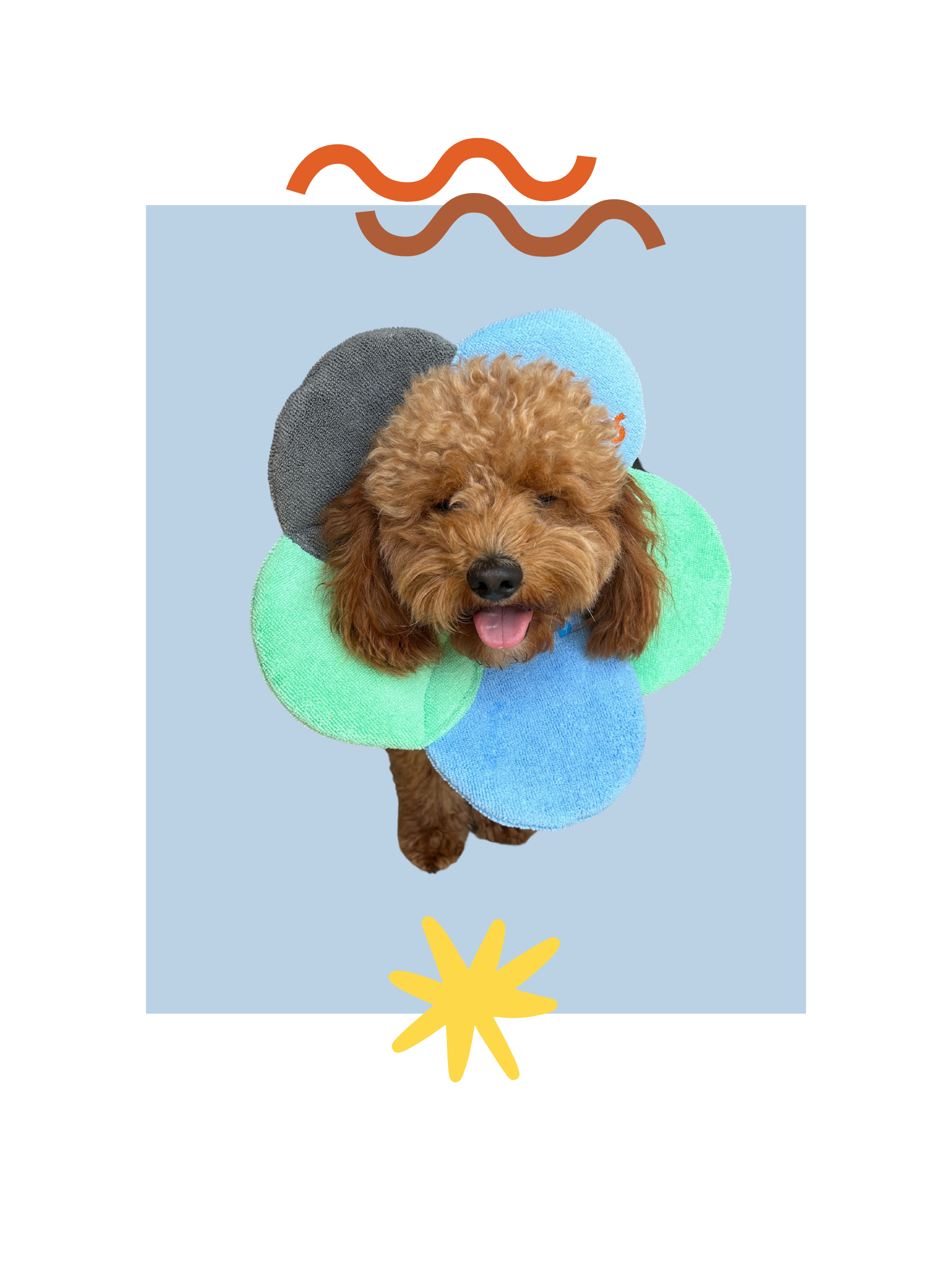 Dog Recovery Collar - Main Image