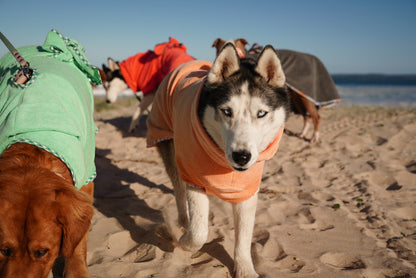 Husky dog in an orange coat on a sandy beach with other dogs in colorful coats.