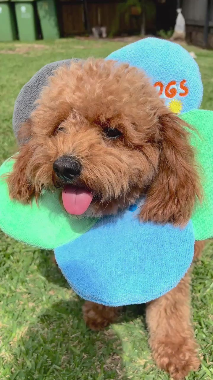 Dog Recovery Medical Collar
